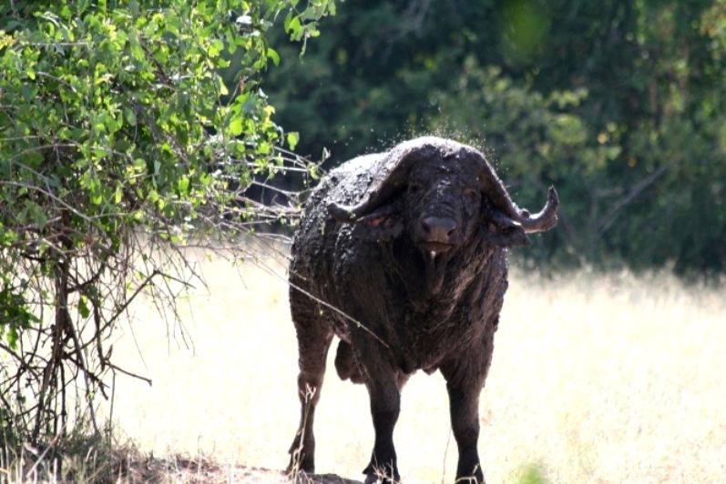 Old bull,lengwe national park 